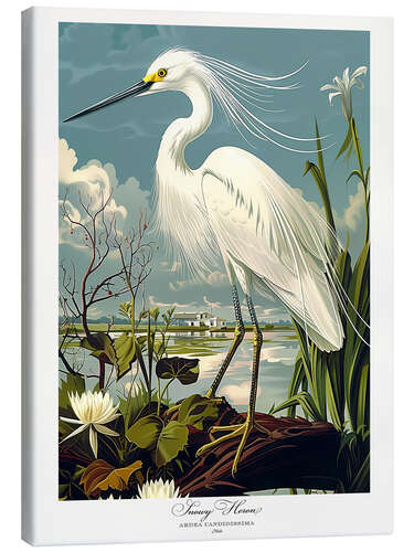 Tableau sur toile Snowy Heron after Audubon