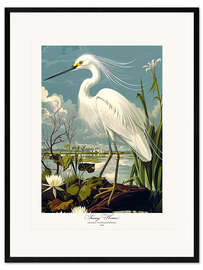 Framed art print Snowy Heron after Audubon