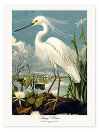 Póster Snowy Heron after Audubon