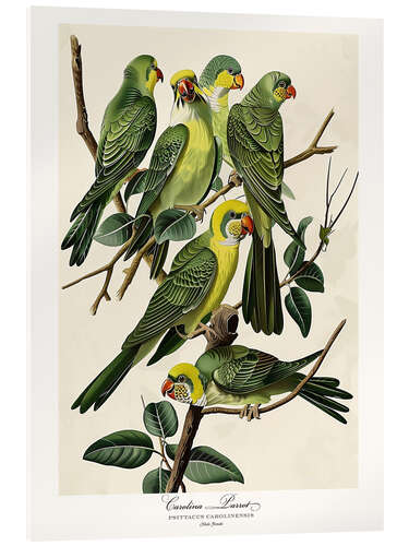 Acrylglasbild Karolinasittich nach Audubon