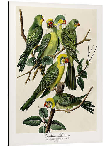 Alumiinitaulu Carolina Parrot after Audubon