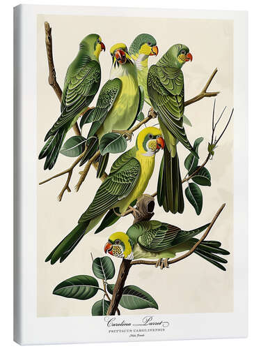 Canvas print Carolina Parrot after Audubon