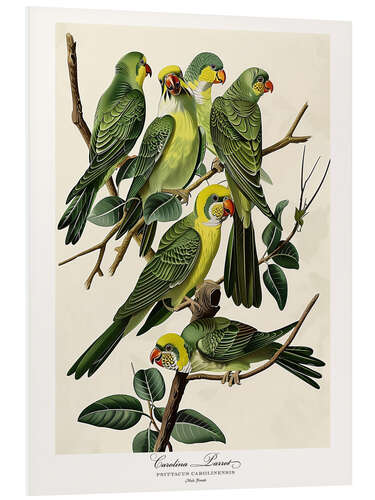 Tableau en PVC Carolina Parrot after Audubon