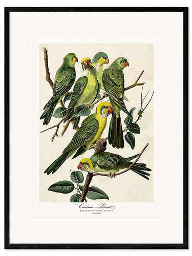 Framed art print Carolina Parrot after Audubon
