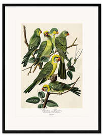 Framed art print Carolina Parrot after Audubon - TAlex