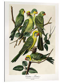 Gallery print Carolina Parrot after Audubon