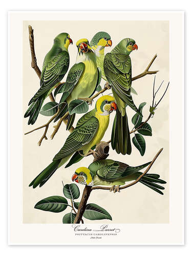 Juliste Carolina Parrot after Audubon