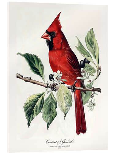 Akrylbilde Cardinal Grosbeak after Audubon