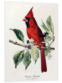 Tableau en PVC Cardinal Grosbeak after Audubon