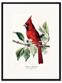 Framed art print Cardinal Grosbeak after Audubon