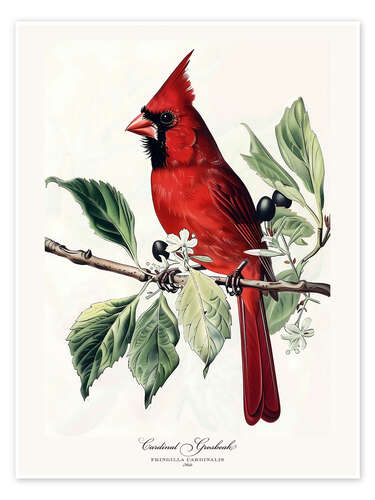 Juliste Cardinal Grosbeak after Audubon