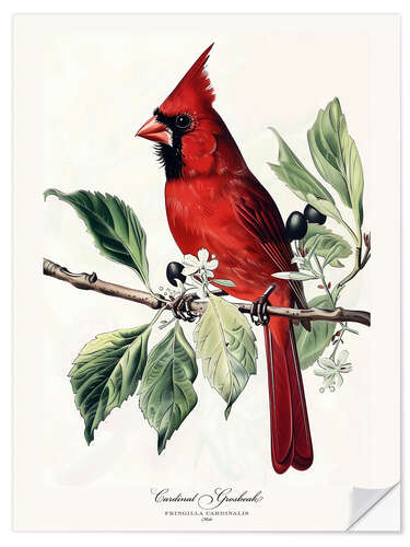 Naklejka na ścianę Cardinal Grosbeak after Audubon