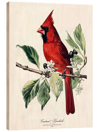 Print på træ Cardinal Grosbeak after Audubon