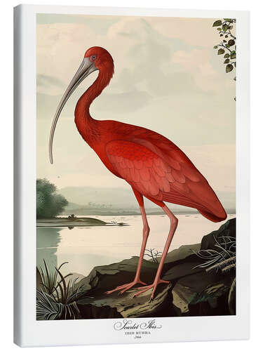 Lærredsbillede Scarlet Ibis after Audubon