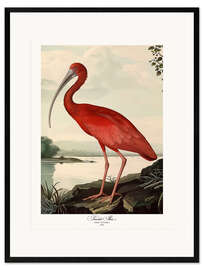 Kehystetty taidepainatus Scarlet Ibis after Audubon