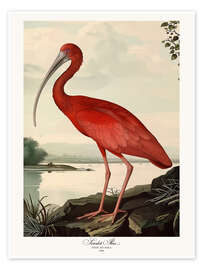 Poster Scharlachroter Ibis nach Audubon