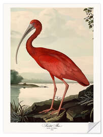 Självhäftande poster Scarlet Ibis after Audubon