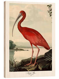 Print på træ Scarlet Ibis after Audubon