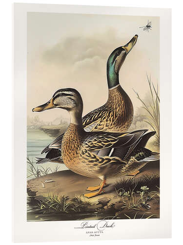 Acrylic print Pintail Duck after Audubon