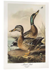 Acrylglasbild Spießente nach Audubon