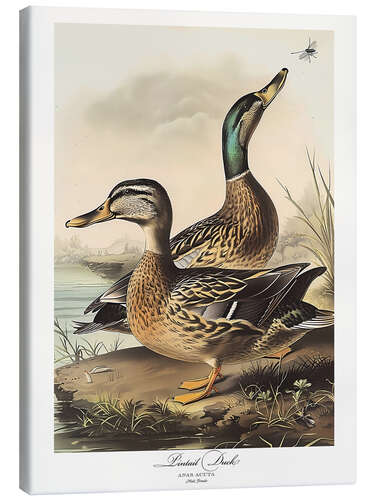 Canvas print Pintail Duck after Audubon