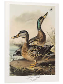 Tableau en PVC Pintail Duck after Audubon