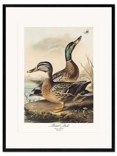 Kehystetty taidepainatus Pintail Duck after Audubon