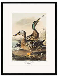 Framed art print Pintail Duck after Audubon