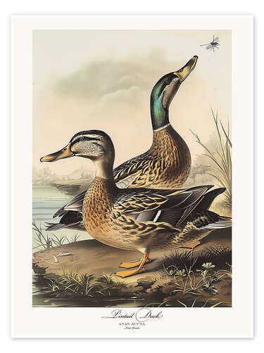 Poster Pintail Duck after Audubon