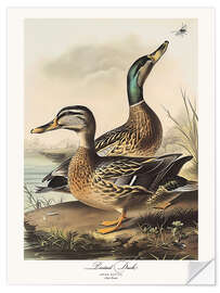 Självhäftande poster Pintail Duck after Audubon