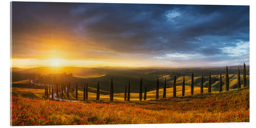 Obraz na szkle akrylowym Cypress avenue in Tuscany at sunset