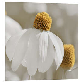 Alubild Weißer Sonnenhut - Atteloi