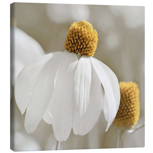 Obraz na płótnie White coneflower