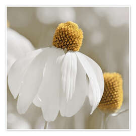 Wall print White coneflower - Atteloi