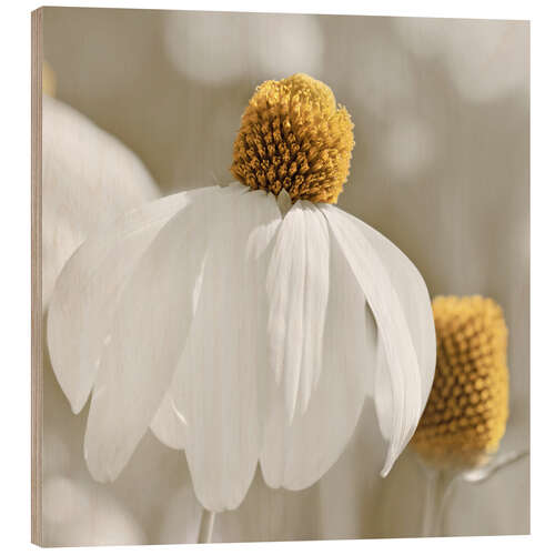 Cuadro de madera White coneflower