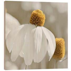 Cuadro de madera White coneflower - Atteloi