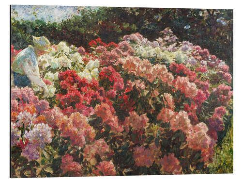 Alubild Rhododendron in Dagminnes Garten, 1917