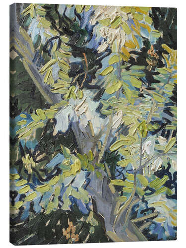 Tableau sur toile Acacia in Flowers