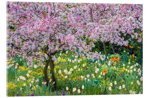Akrylglastavla Springtime in Claude Monet's garden, Giverny
