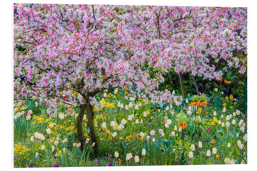 Print på skumplade Springtime in Claude Monet's garden, Giverny