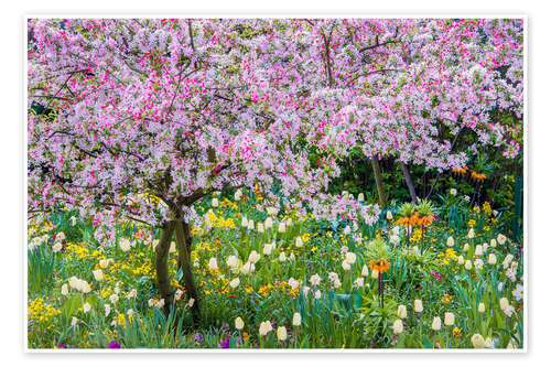 Poster Springtime in Claude Monet's garden, Giverny