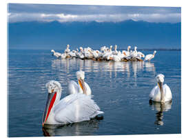 Acrylic print Dalmatian pelicans, Lake Kerkini, Greece - Jones &amp; Shimlock