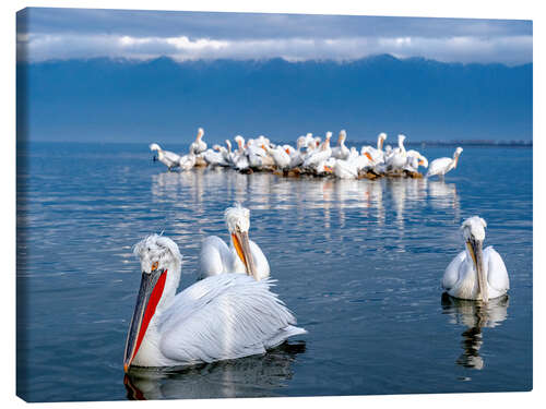 Stampa su tela Dalmatian pelicans, Lake Kerkini, Greece