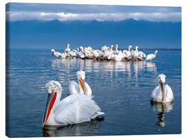 Stampa su tela Dalmatian pelicans, Lake Kerkini, Greece - Jones &amp; Shimlock