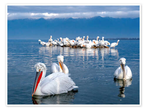 Poster Dalmatian pelicans, Lake Kerkini, Greece