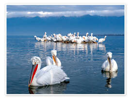 Wall print Dalmatian pelicans, Lake Kerkini, Greece - Jones &amp; Shimlock