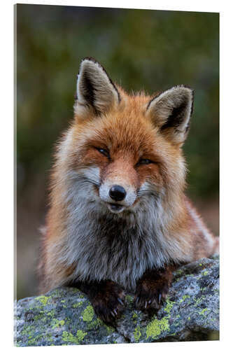 Akrylbilde Friendly Fox