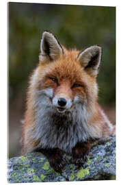 Akryylilasitaulu Friendly Fox