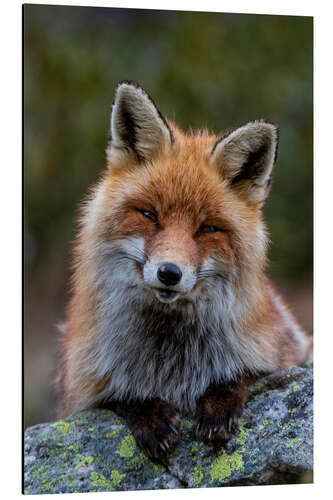 Cuadro de aluminio Friendly Fox