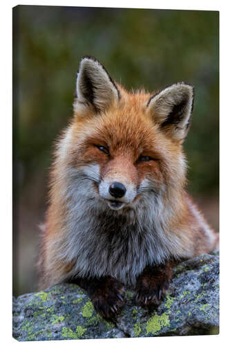Obraz na płótnie Friendly Fox